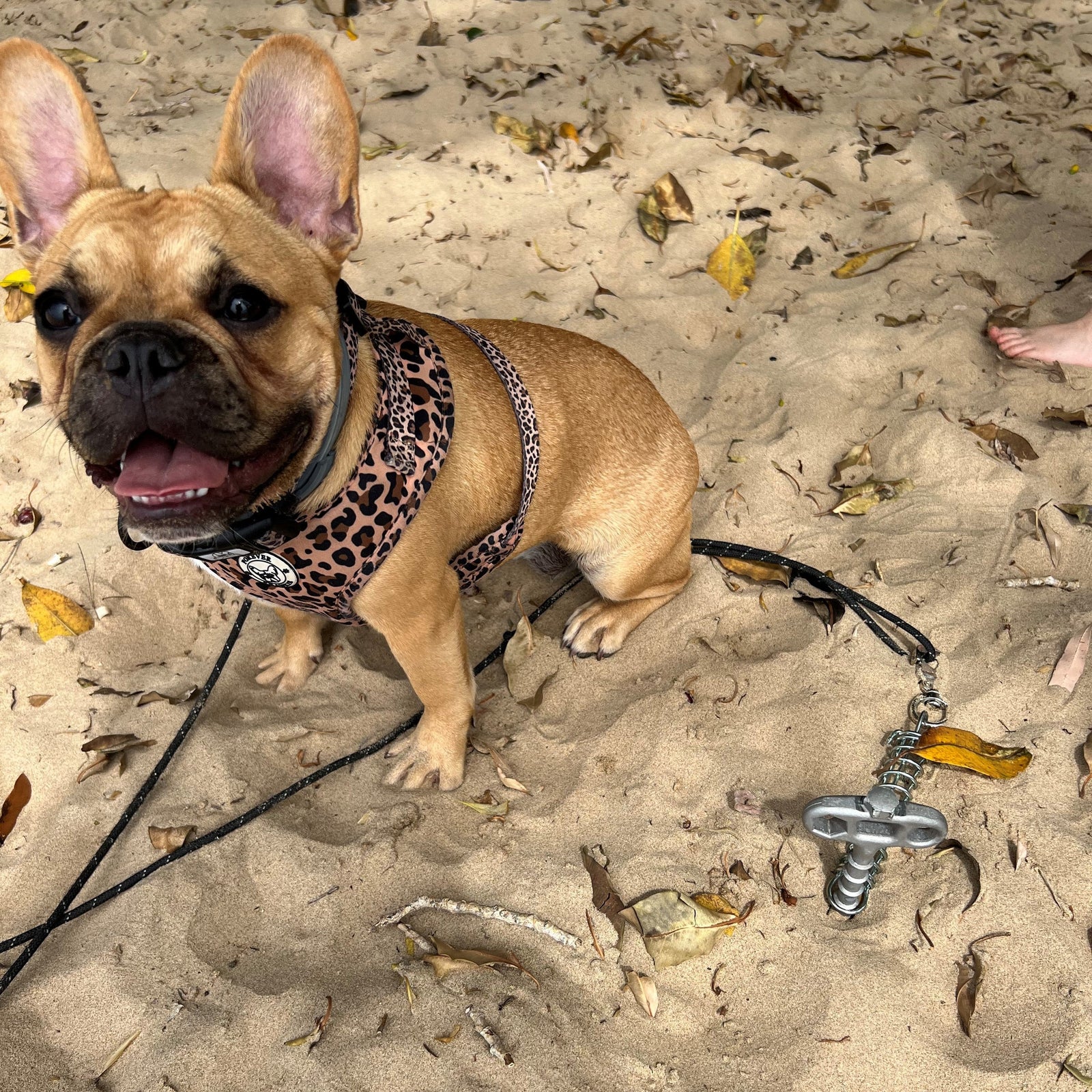 🐕 Camping mit Hund 🐕