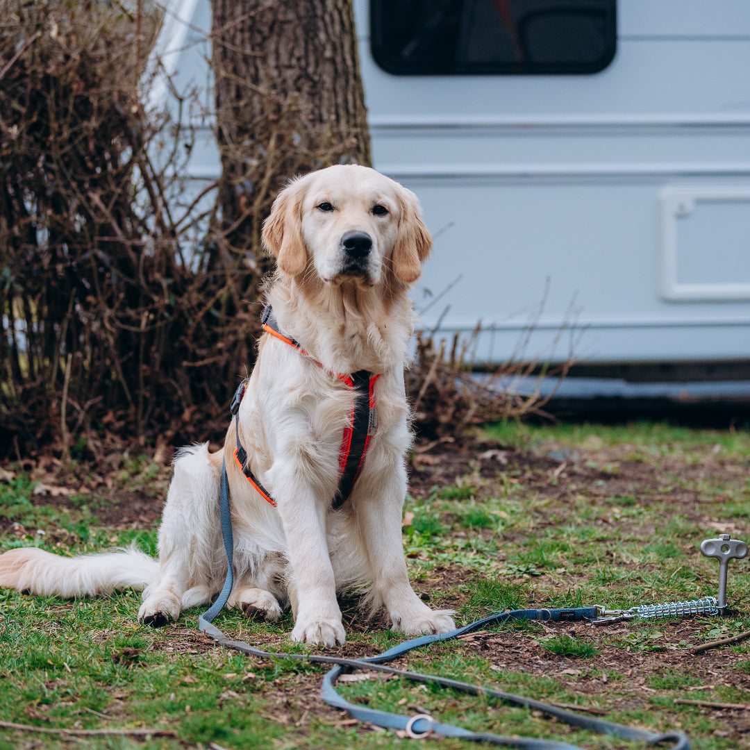 PetPeg • Single item (HP62) • Ground anchor with shock absorber for your beloved Pet!