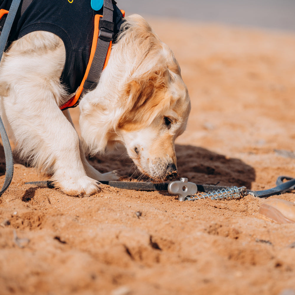 PetPeg • Single item (HP62) • Ground anchor with shock absorber for your beloved Pet!