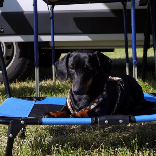 PetBed Small Single item PET01 folding pet cot Peggy Peg Shop